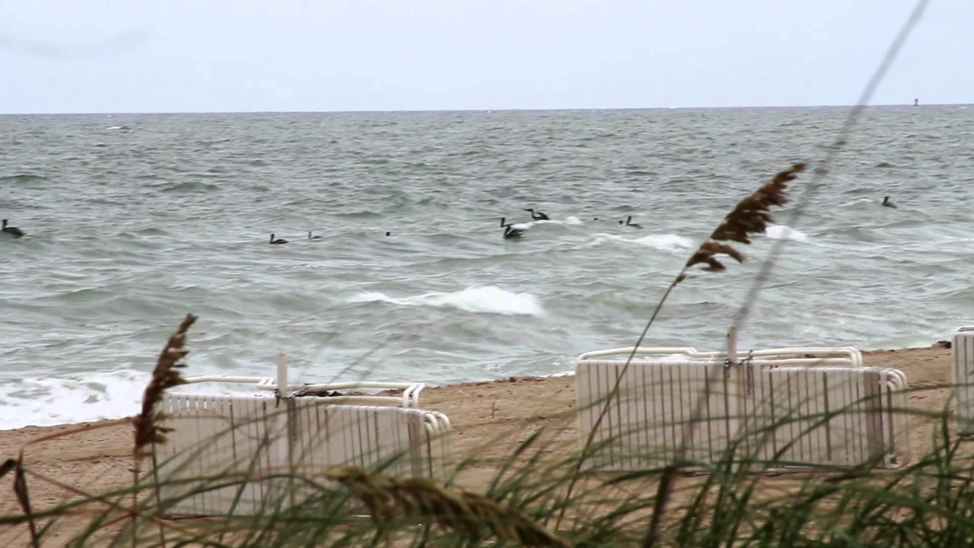 2012 Mullet Run Highlight – Pelican