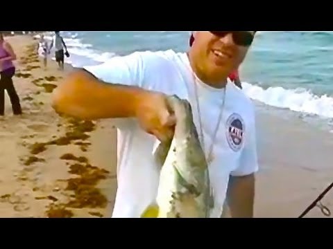Awesome Beach Snook Fishing