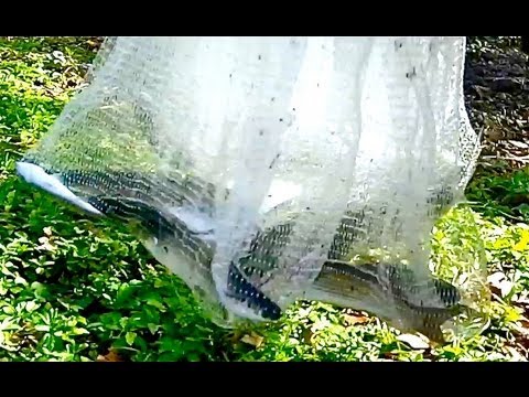 Best Cast Net Method – Winter Fishing Bait