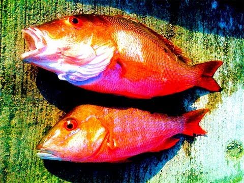 Big Snapper Fishing Florida