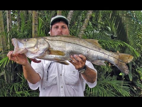 Big Snook Fishing Florida Captain Jeff Maggio