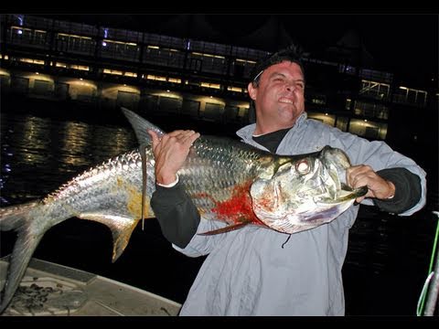 Big TARPON and SNOOK Fishing With CAPTAIN JEFF