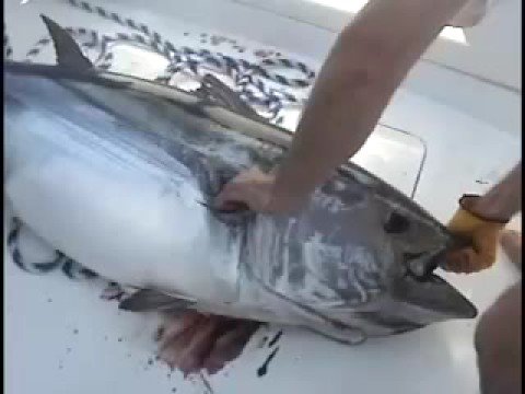 Big Tuna Fishing with Captain Jeff