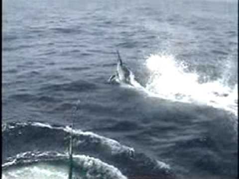 Captian Jeff Black Marlin Fishing Trip