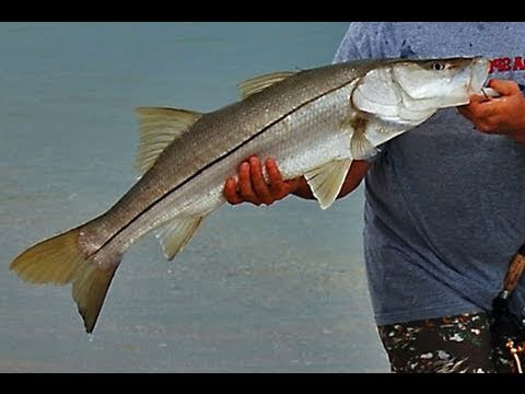 Catch Perfect Slot Snook With Happy Bait