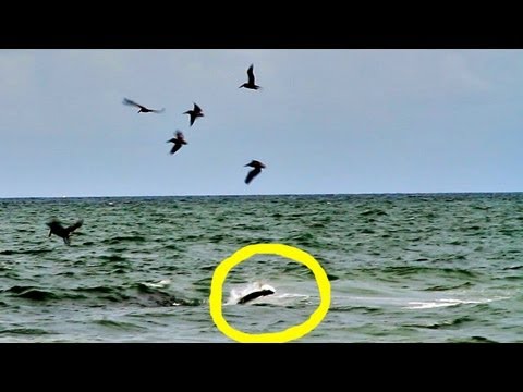 Crazy! Pelicans Feeding On Fish School