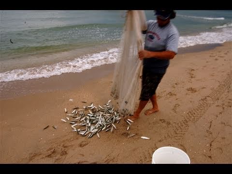 Extreme Cast Netting Mullet From The Beach