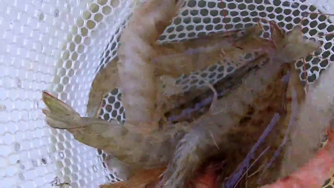 Fishing Tip: In House Live Shrimp