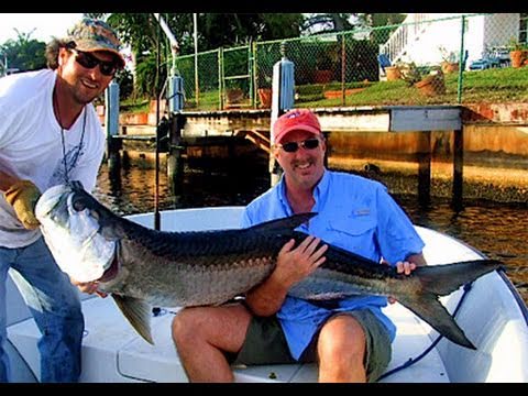 Giant Barracuda Monster Tarpon On Mullet