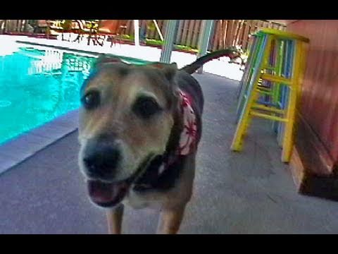 Hillarious Talking Dog Parody | Funny MTV Parody