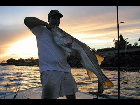 How Big Is This Snook? Seriously.