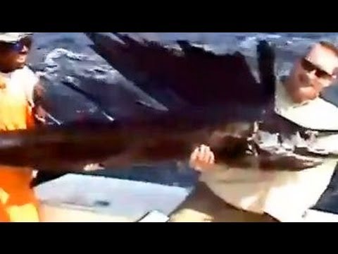 Huge Sailfish Catch Panama