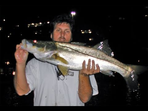 Incredible Night Snook Fishing