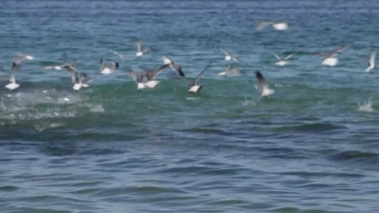 Insane Underwater Mullet Run with Underwater Snook 2011