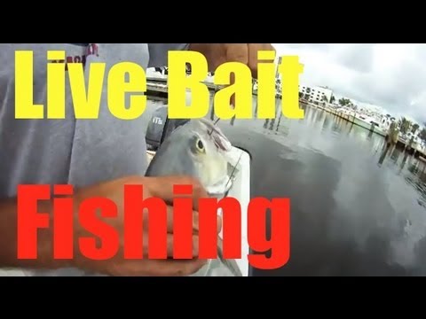 Inshore Fishing Basics