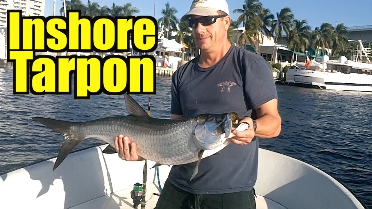 Inshore Tarpon Fishing 2013 Mullet Run