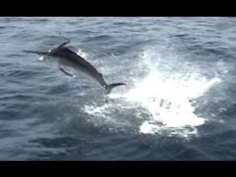 INTENSE Blue Marlin FIGHT (Fort Lauderdale)