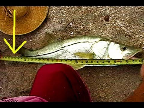 Keeper SNOOK Fishing with Live Bait