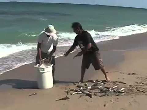 Live Bait Beach Fishing