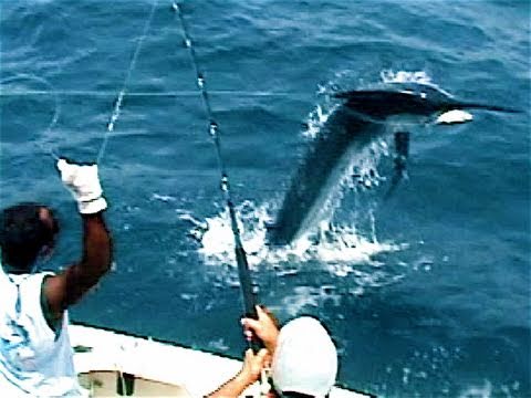 MARLIN Tries To JUMP In Boat! Tropic Star