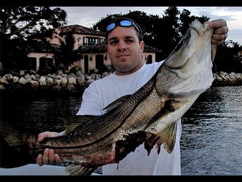 Monster SHARK Attacks Goliath Snook FISHING EPIC FAIL!