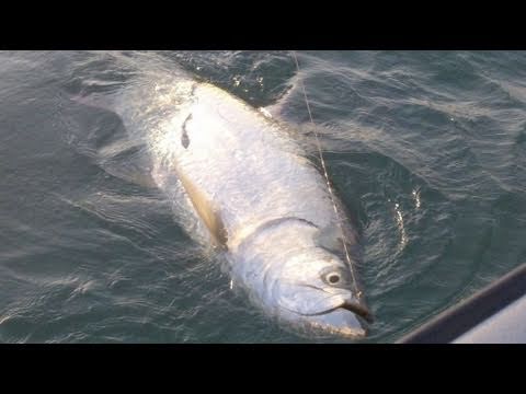 Monster TARPON FISHING Fort Lauderdale 100lb Plus Monster Fish