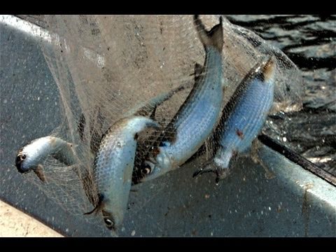 Monster Tarpon Fishing Secret “Caught On Video”