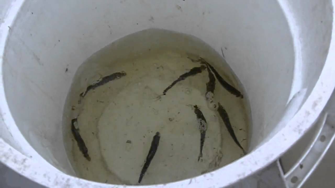 Pilchard and Mullet = 2 Buckets