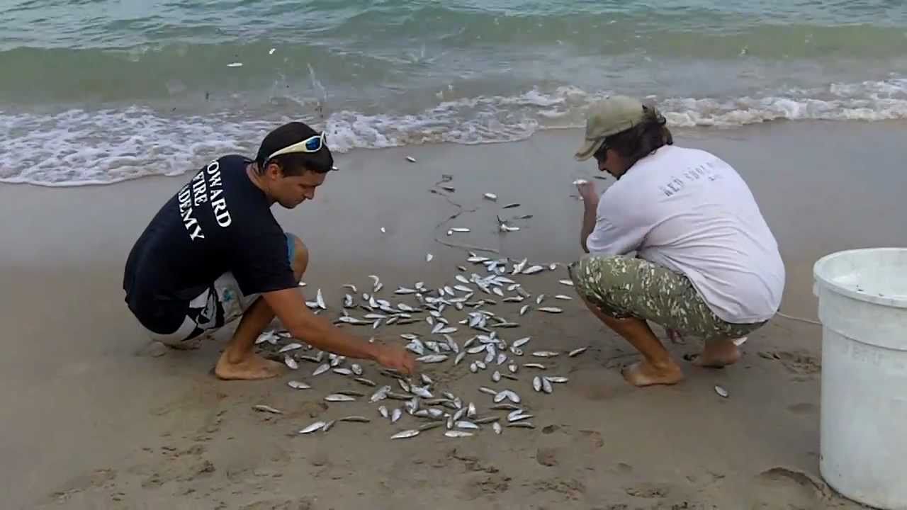 PIlchard Migration before Mullet Run