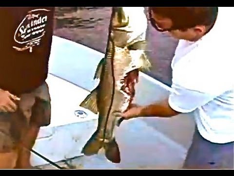 Shark Attack on Snook