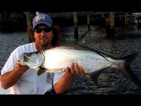 Small Tarpon EVERYWHERE! Jumping Tarpon Highlight