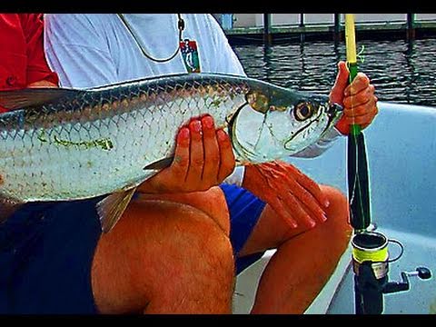 Small Tarpon Fishing Live Bait