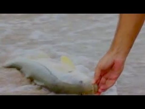 Snook Fishing Fort Lauderdale Beach