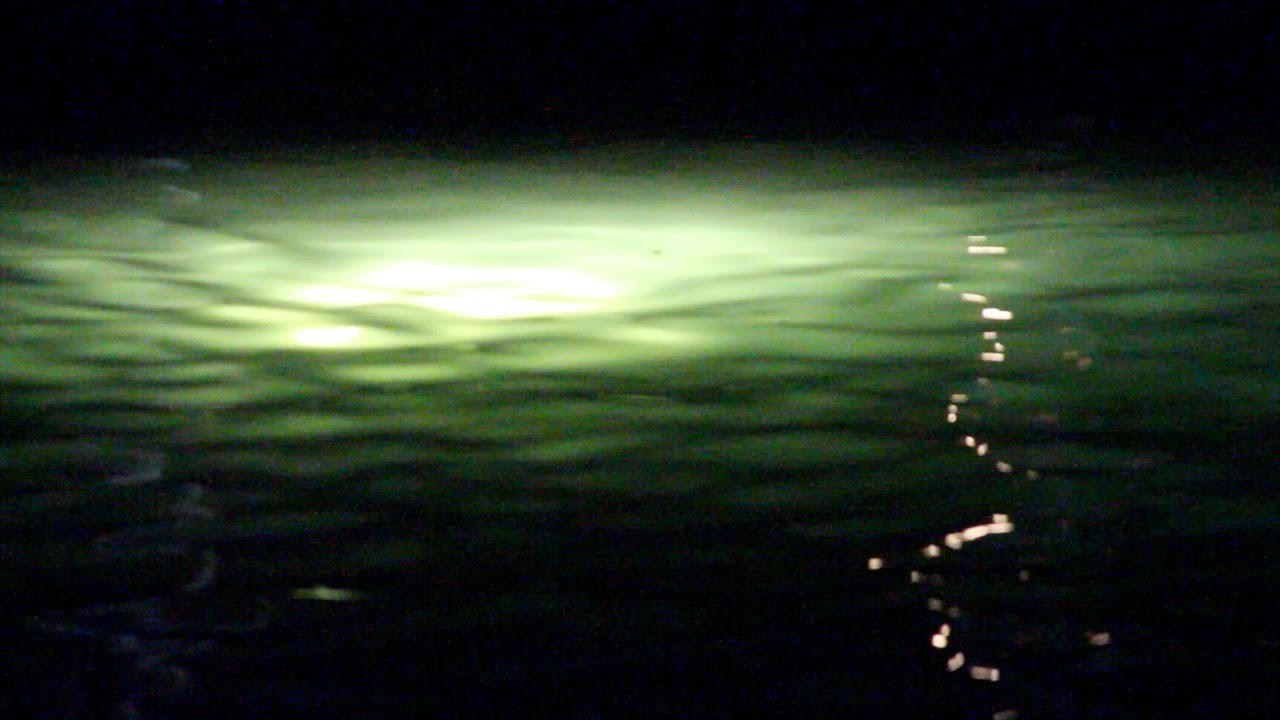 Snook Fishing Mystery Lights