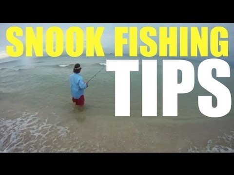 Snook Fishing Tip Live Bait Pilchard