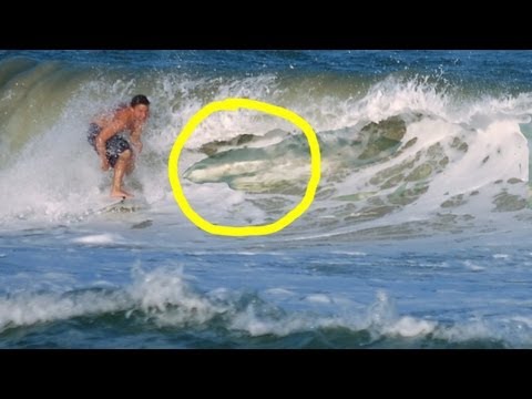 Surfing Shark Infested Waters