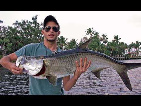 Tarpon Action | Captain Jeff RUN THAT DOG