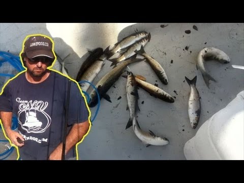 The Best Salt Water Fishing Bait