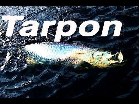 To Catch Tarpon You Need The Perfect Bait