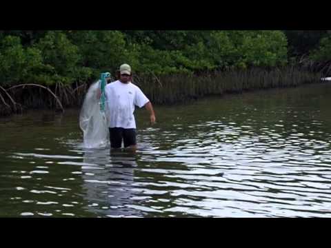 Wading For Mullet