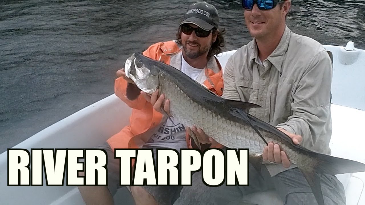 Tarpon Fishing Inshore Rivers on LIve Mullet