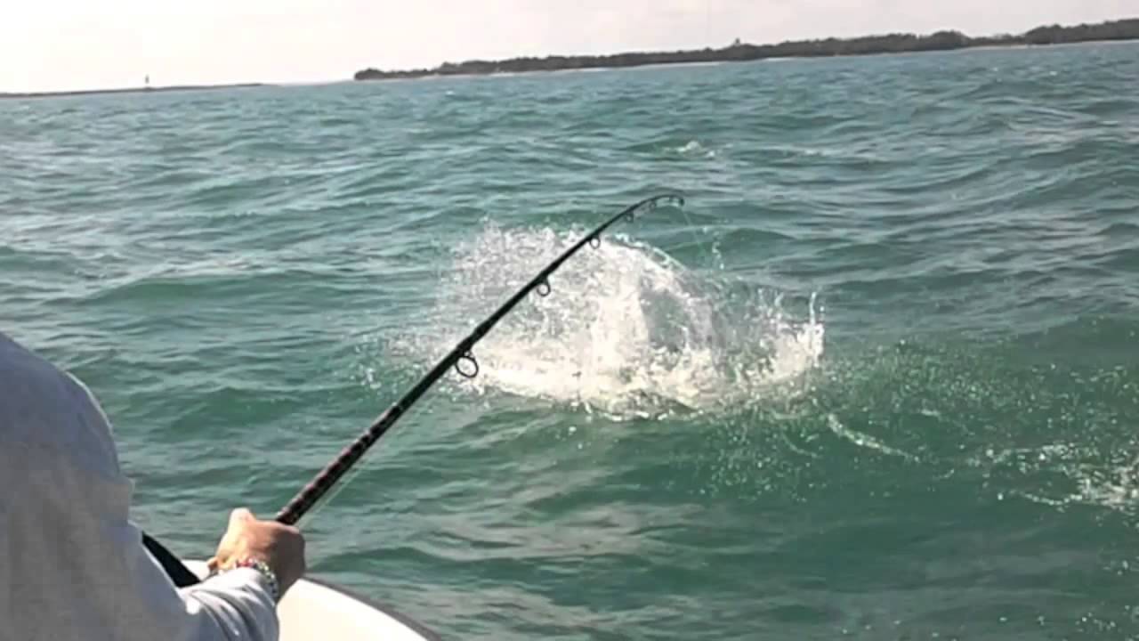 Monster Tarpon Highlight   Miami Fishing Jeff Maggio