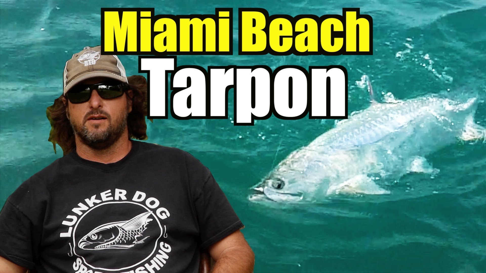 Miami Beach Tarpon Action – Shrimp Life