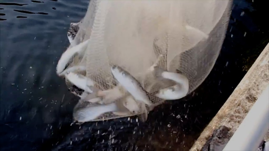 Cast Netting Mullet For Bait