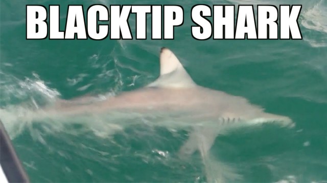 Blacktip Shark By Catch on Mono – Lunkerdog
