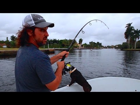 Big Tarpon Fishing Spring 2015