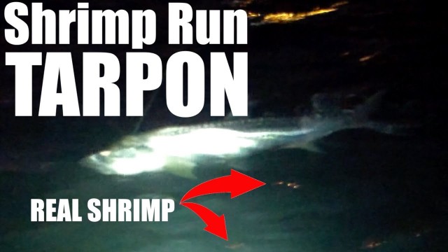 Shrimp Run Tarpon with REAL SHRIMP – Lunkerdog
