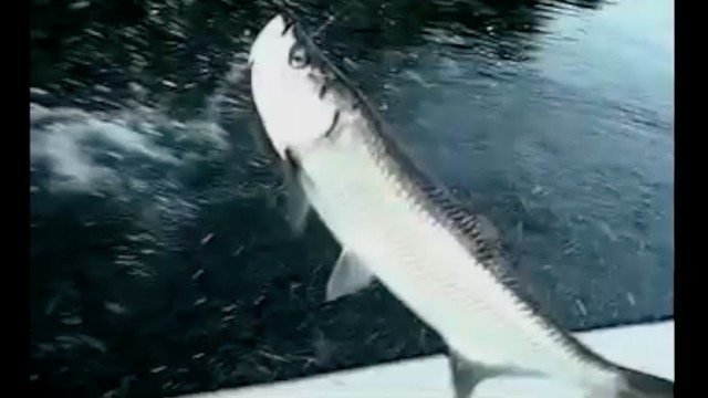 Tarpon Jumps In Boat! CENSORED Classic Captain Jeff Video