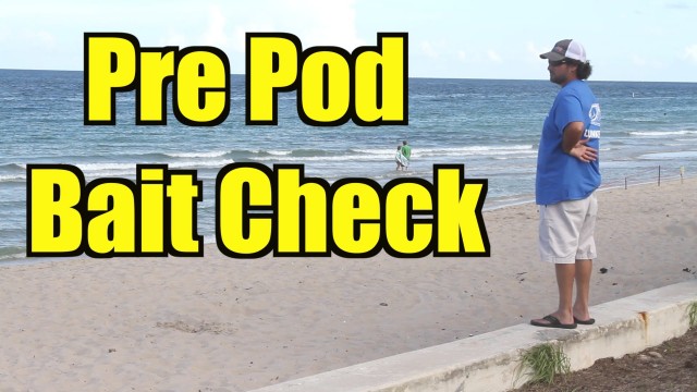 Live Beach  Bait Migration