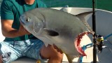 Trophy Permit Gets Sharked – SHARK WEEK